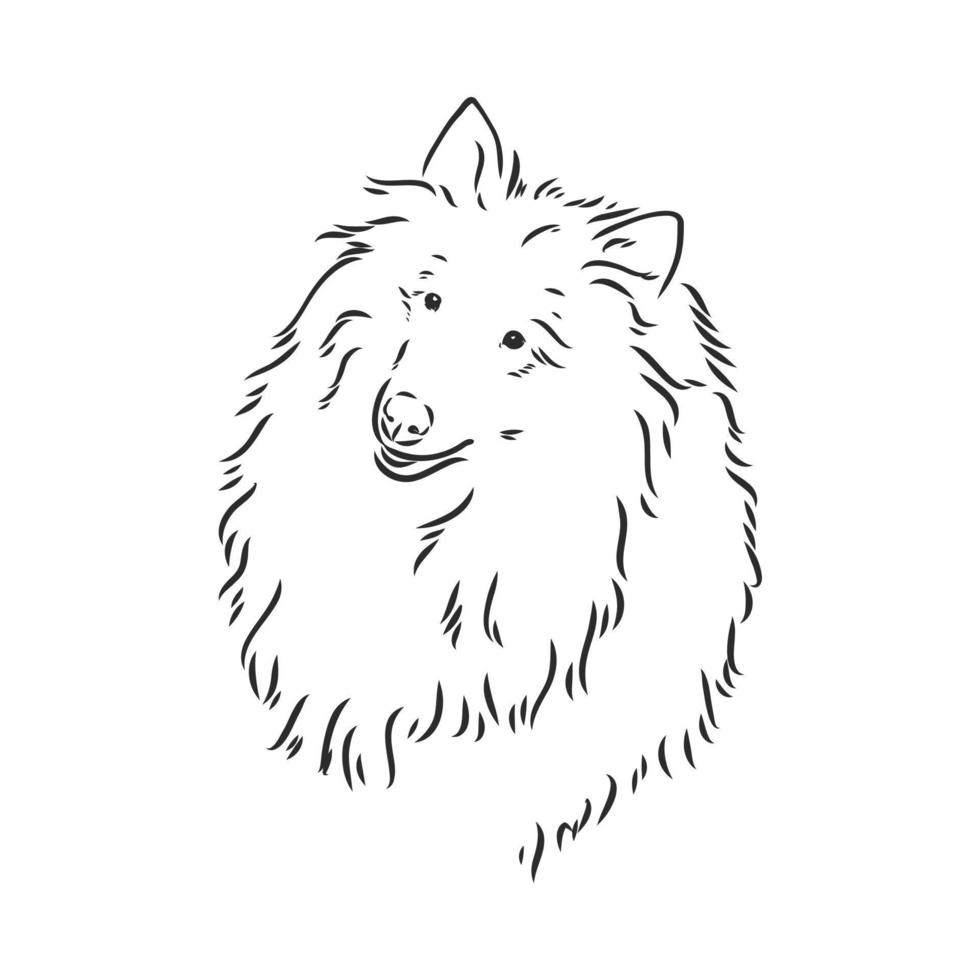 dibujo vectorial de perro collie vector