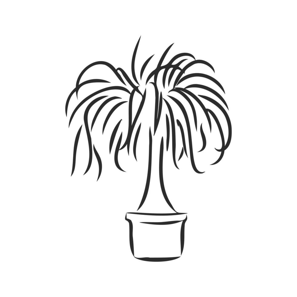 houseplant vector sketch