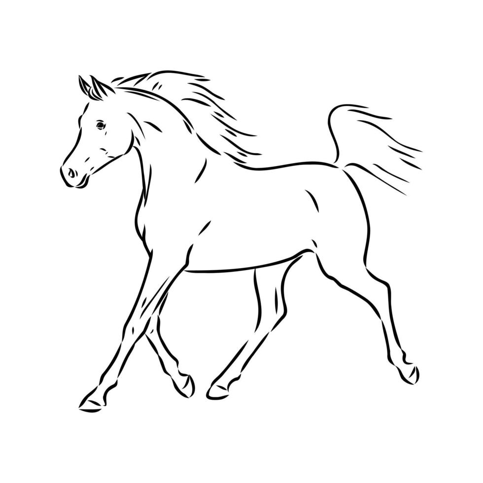 arab horse vector sketch