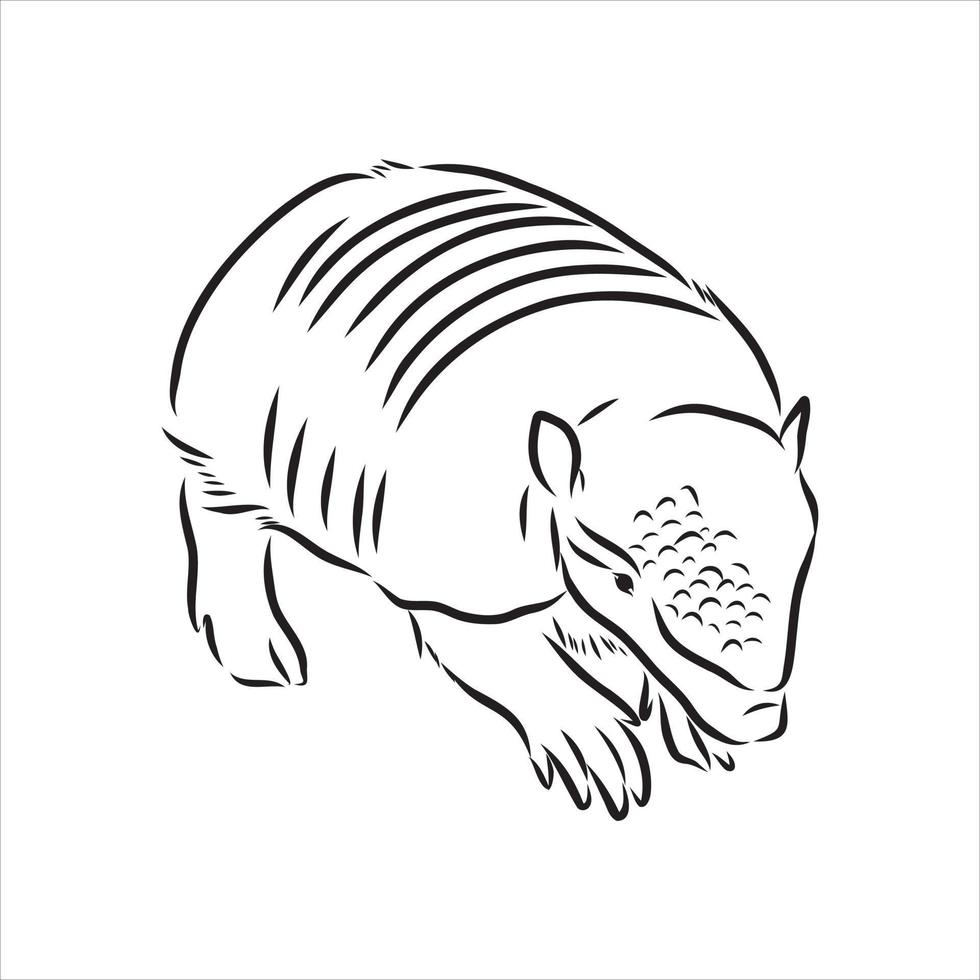 bosquejo del vector animal armadillo