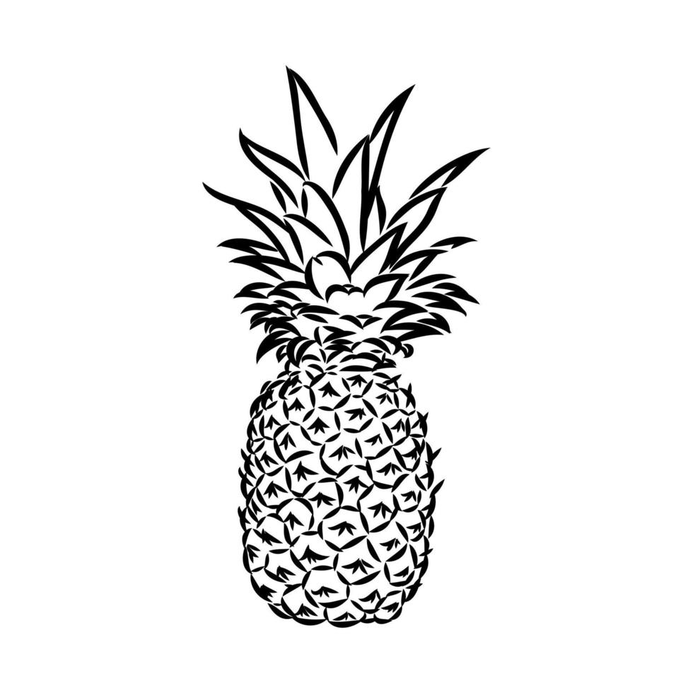 dibujo vectorial de piña vector