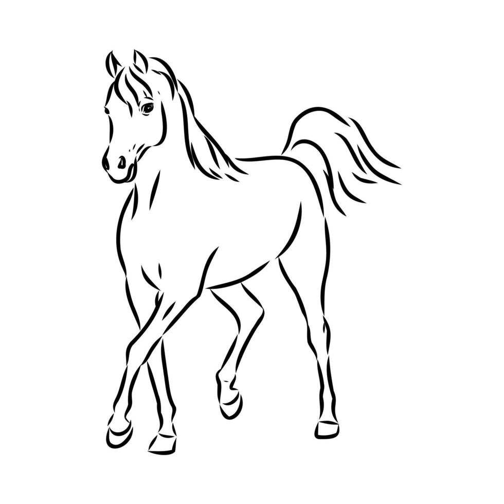 arab horse vector sketch