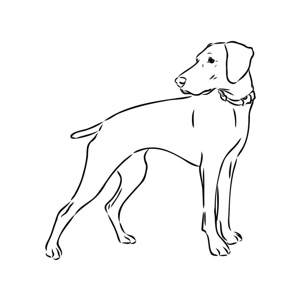 pointer dog vector sketch