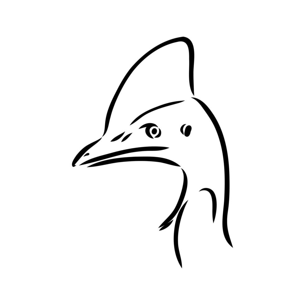 cassowary vector sketch