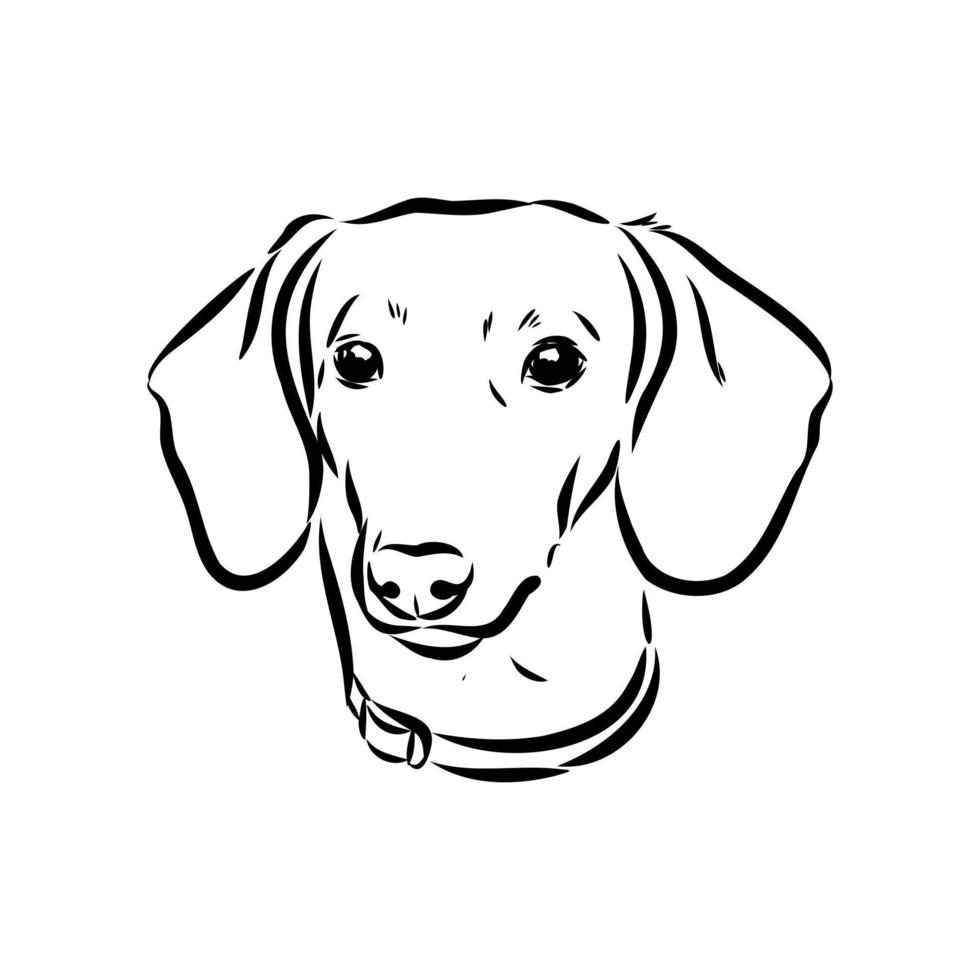 dachshund vector sketch