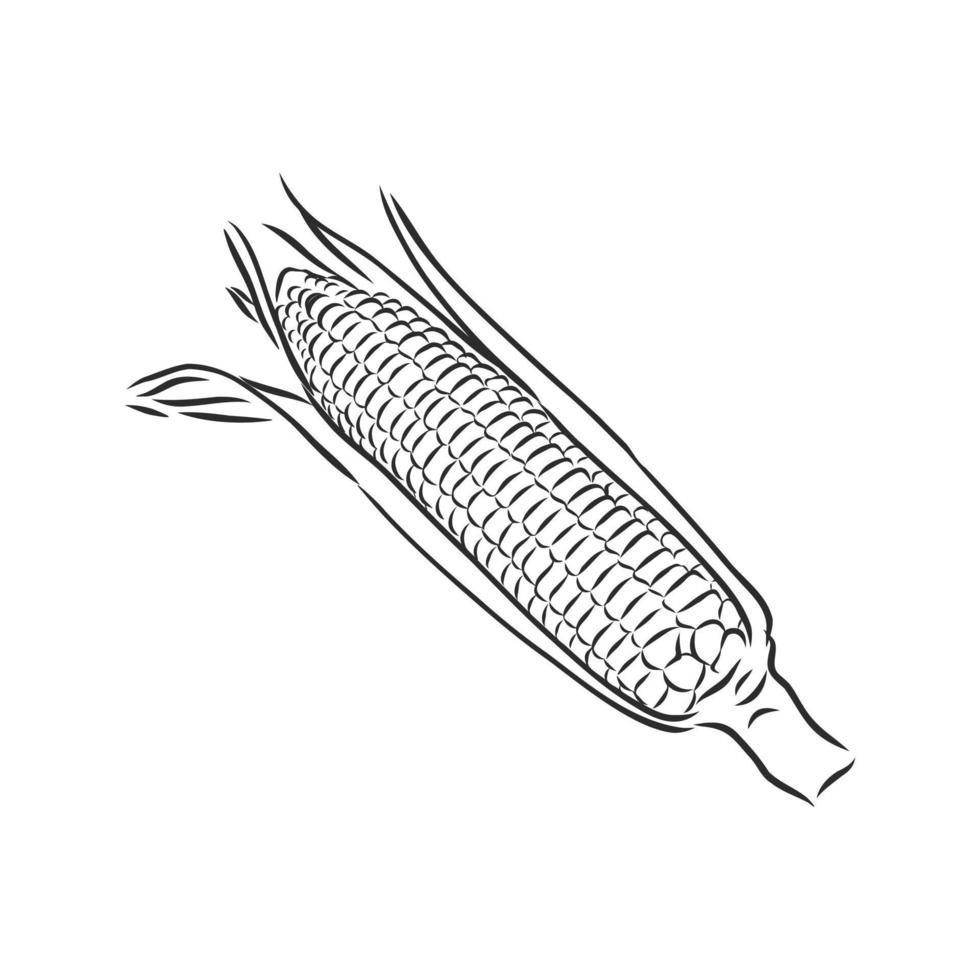 corn vector sketch