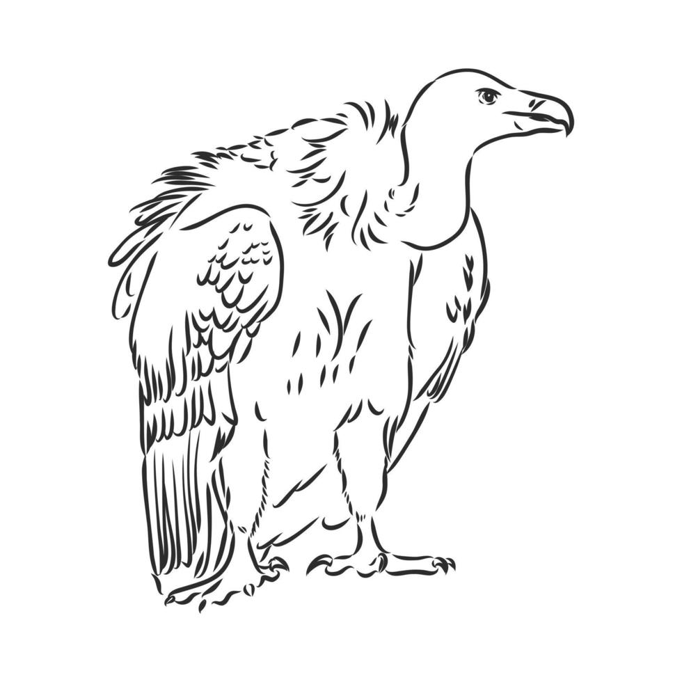 vulture vector sketch