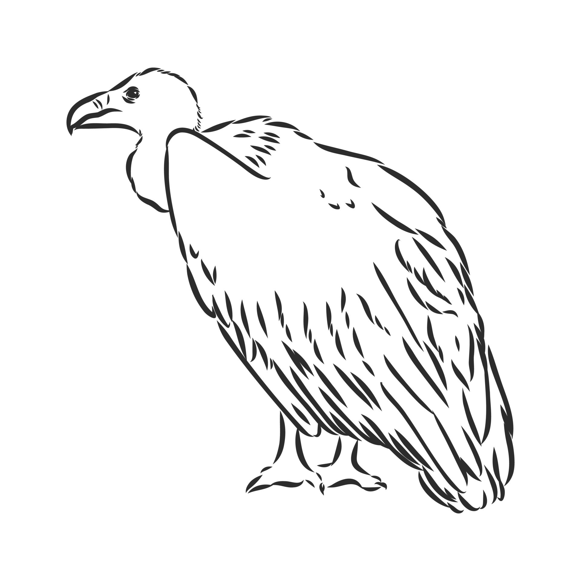 vulture drawing