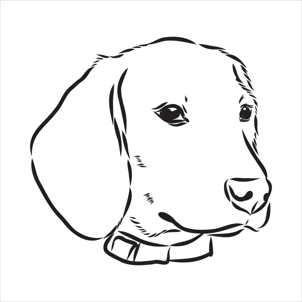 beagle dog vector sketch