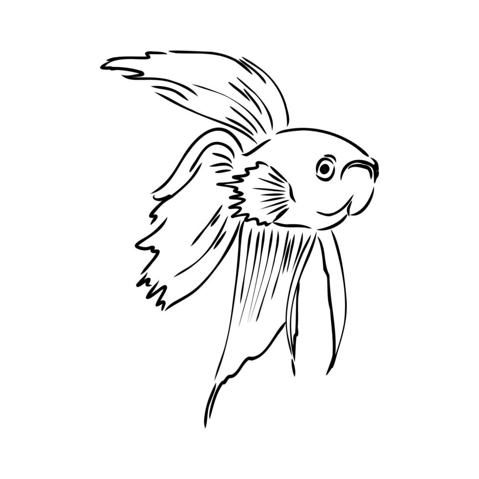 aquarium fish vector sketch