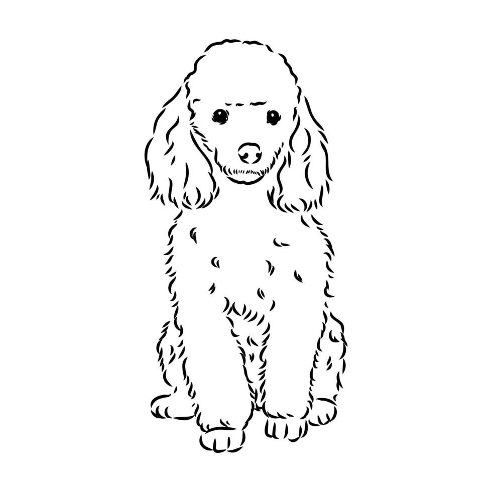 poodle dog vector sketch