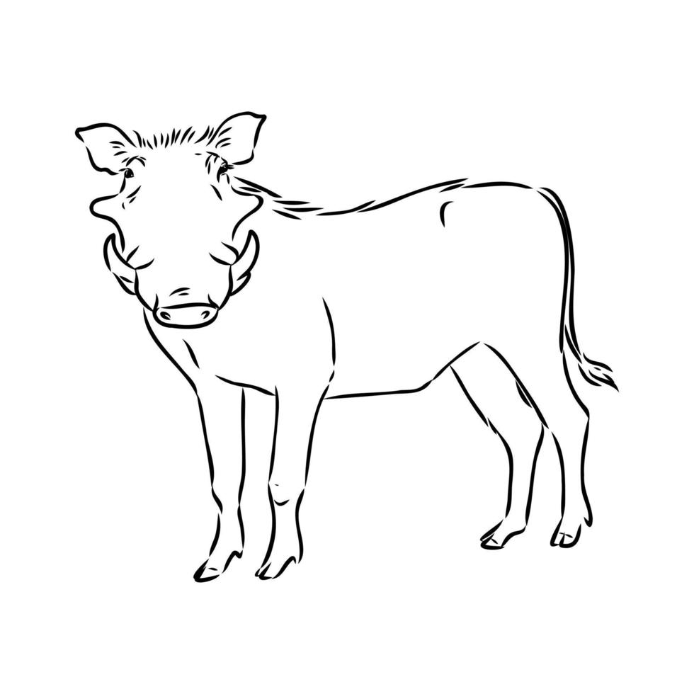 warthog vector sketch
