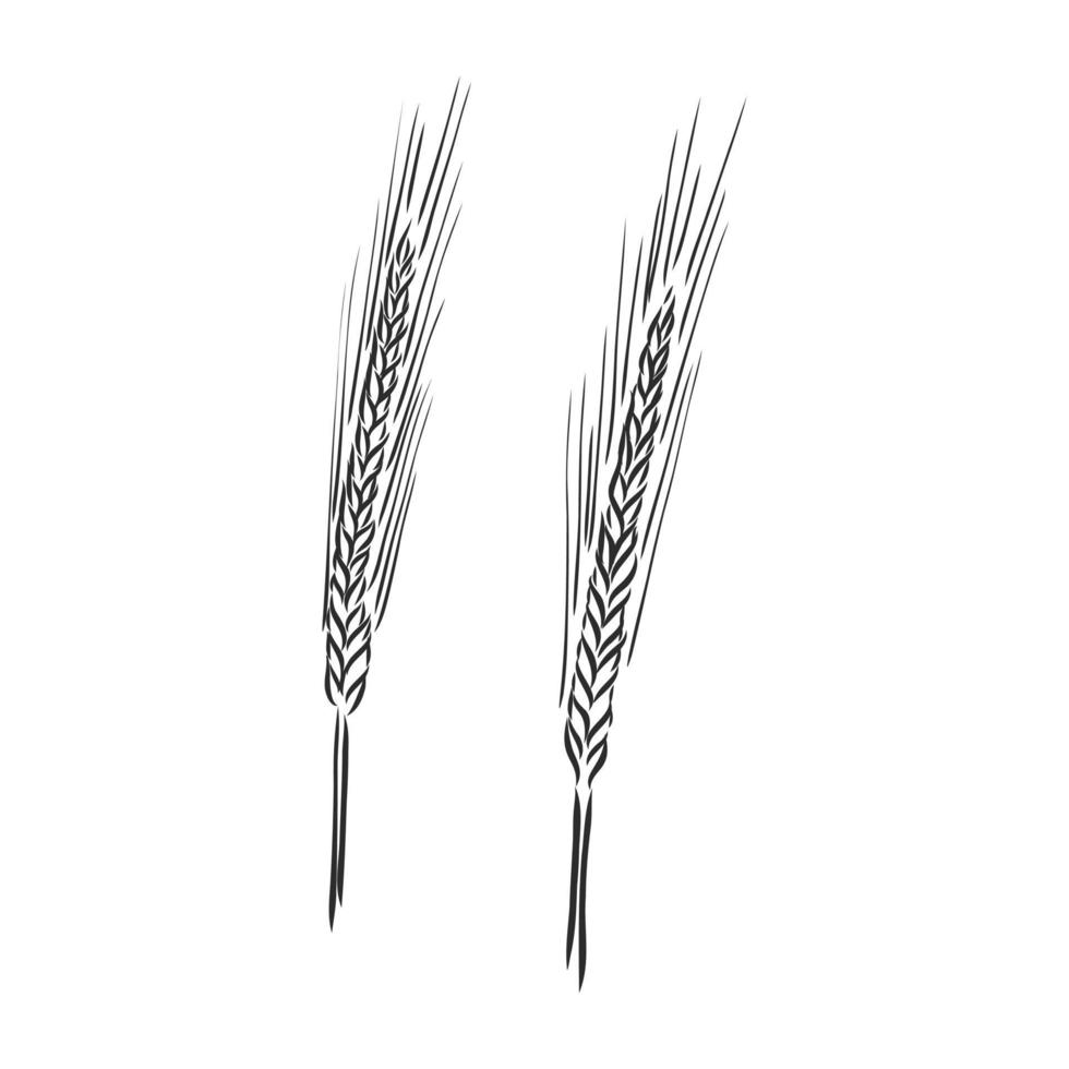 wheat vector sketch