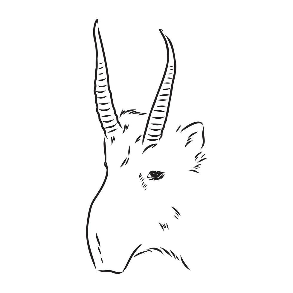 saiga vector sketch