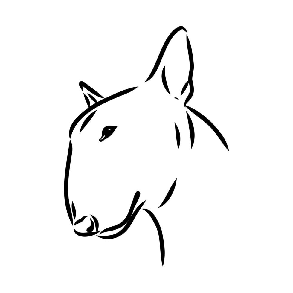 bull terrier vector sketch