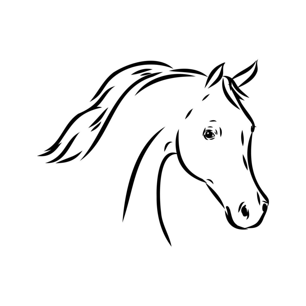 arab horse vector sketch