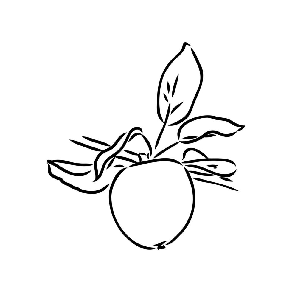 apple vector sketch