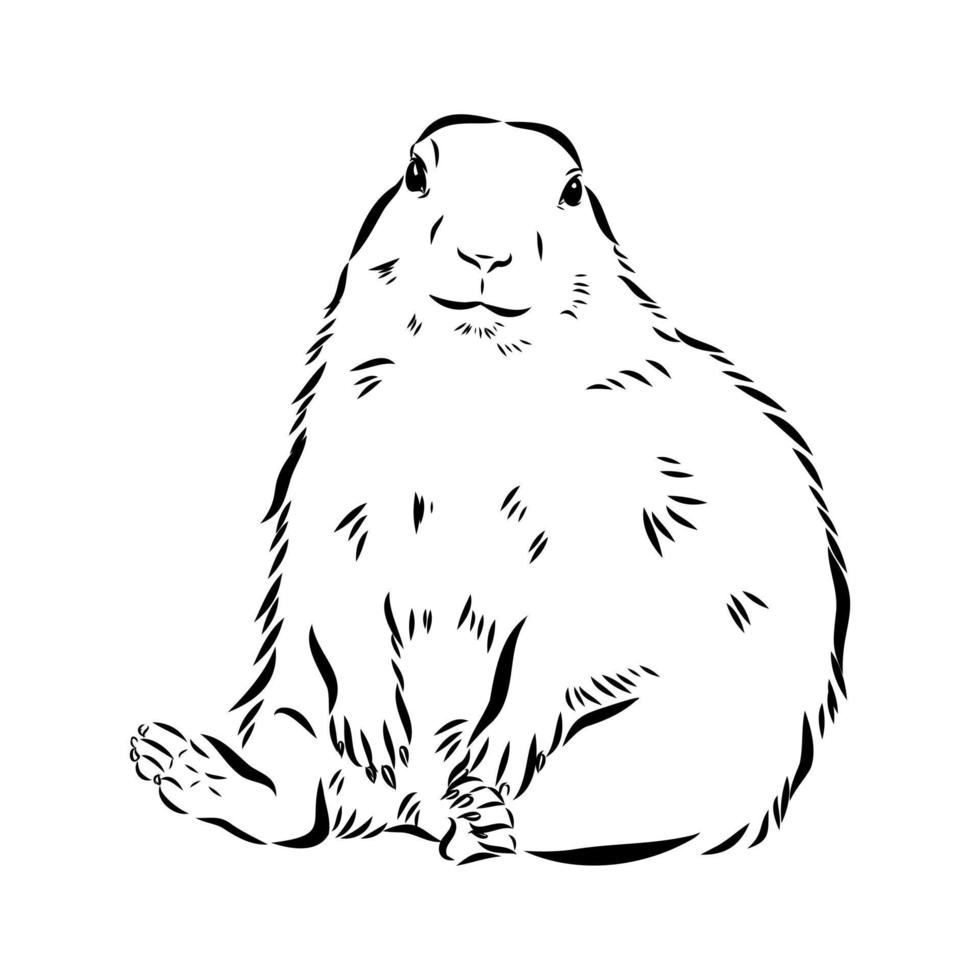 groundhog vector sketch