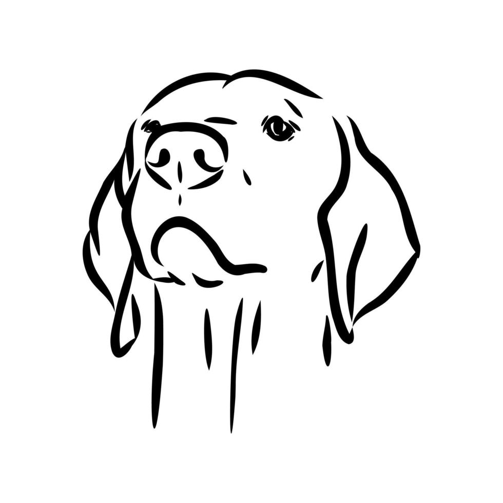 pointer dog vector sketch 7308360 Vector Art at Vecteezy