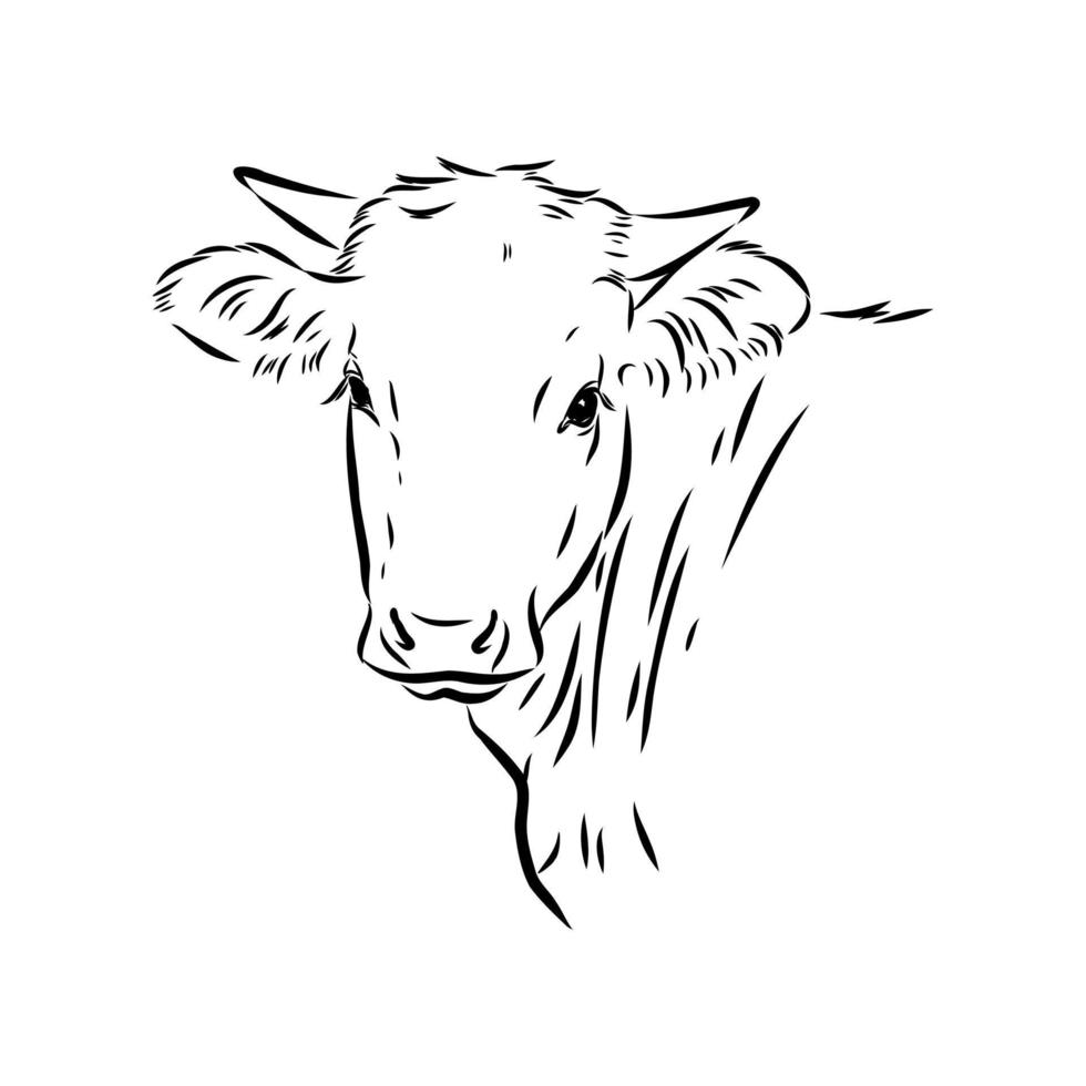 bosquejo del vector de la vaca