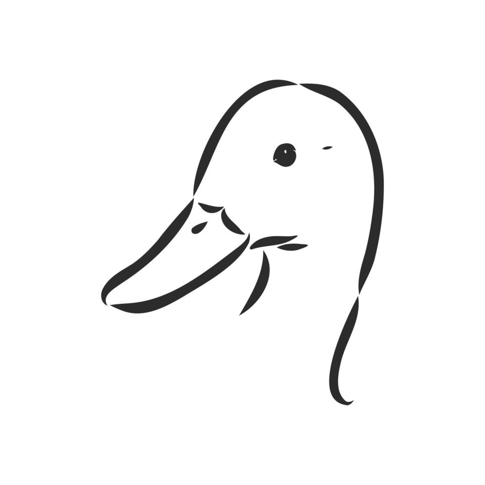 duck vector sketch