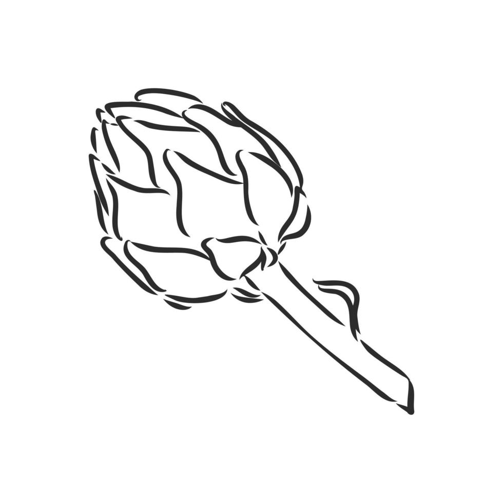 artichoke vector sketch