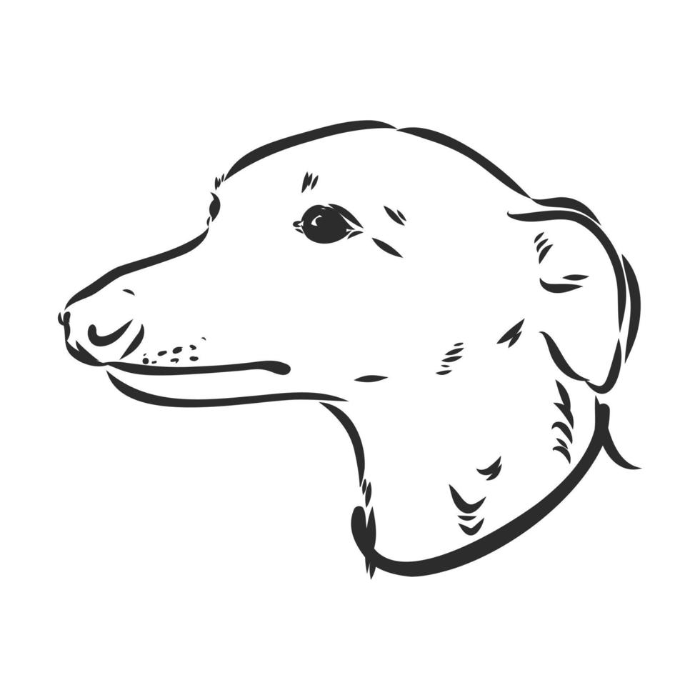 greyhound vector sketch