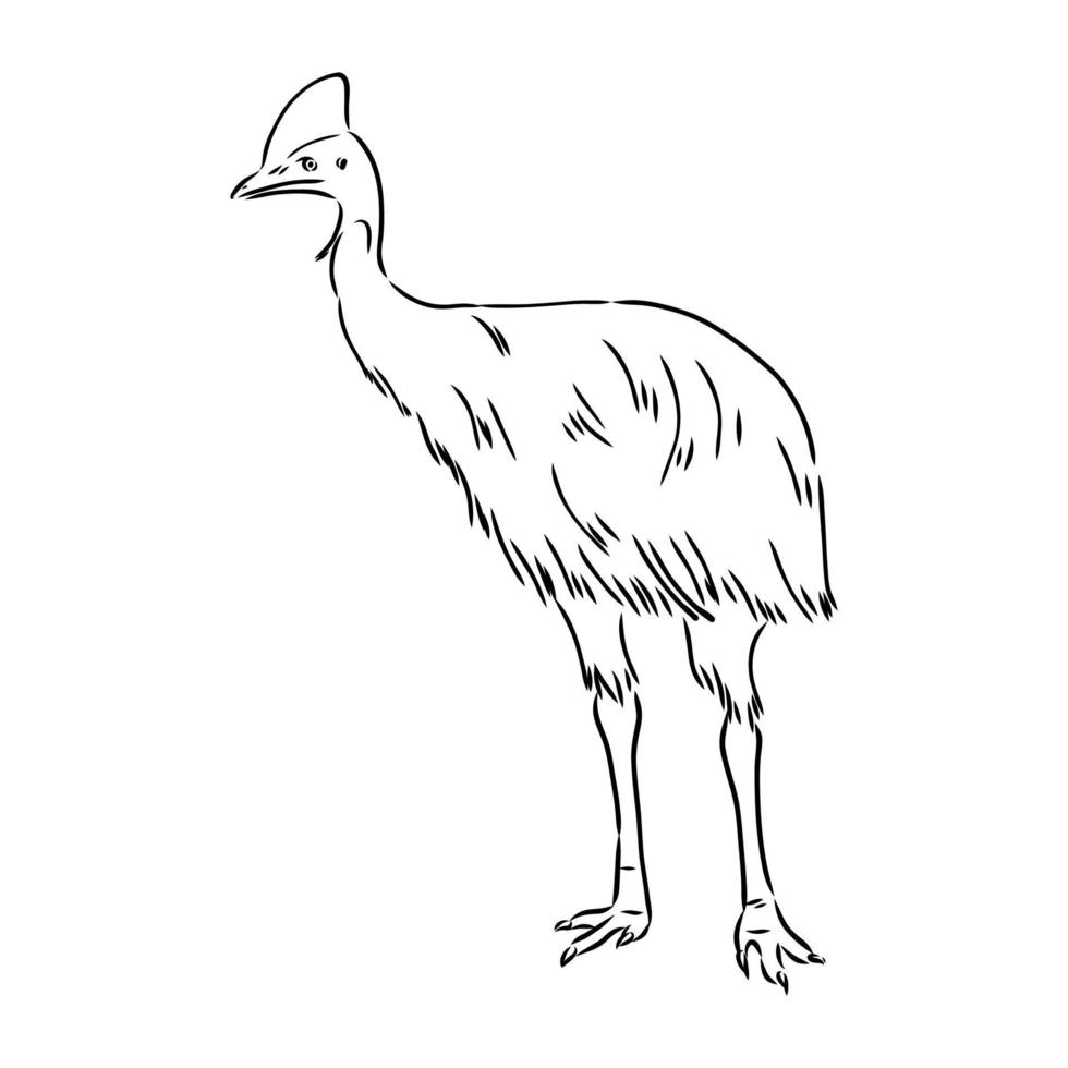 cassowary vector sketch