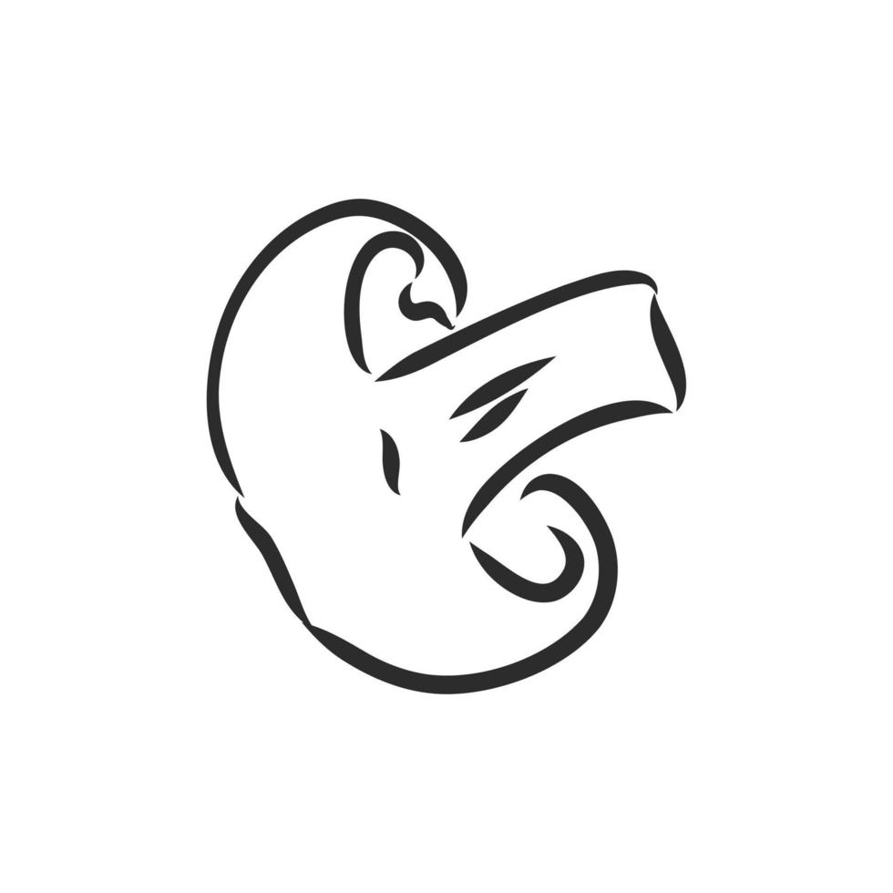 mushroom champignon vector sketch