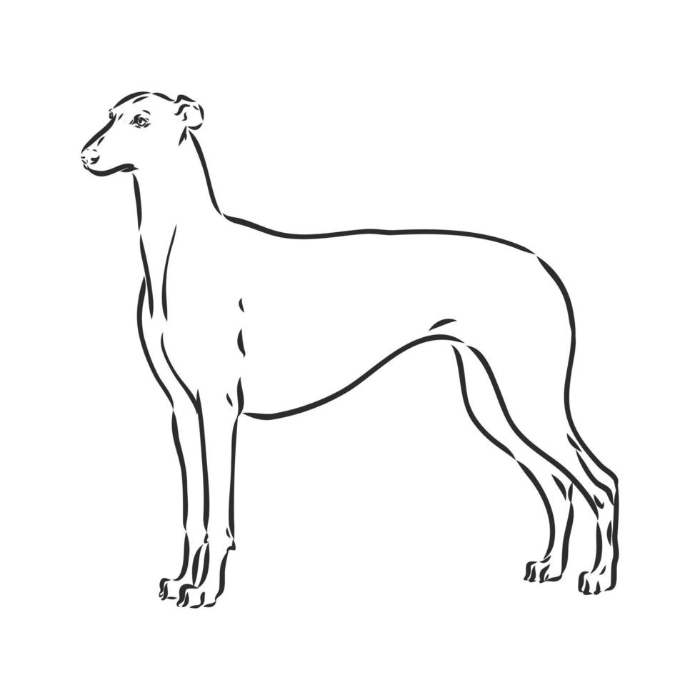 greyhound vector sketch
