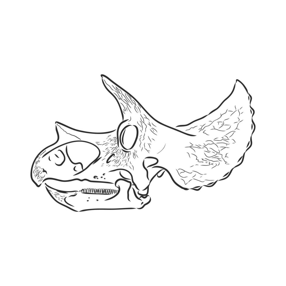 dibujo vectorial de esqueleto de dinosaurio 7308443 Vector en Vecteezy dibujo vectorial de esqueleto de dinosaurio 7308443 Vector en Vecteezy