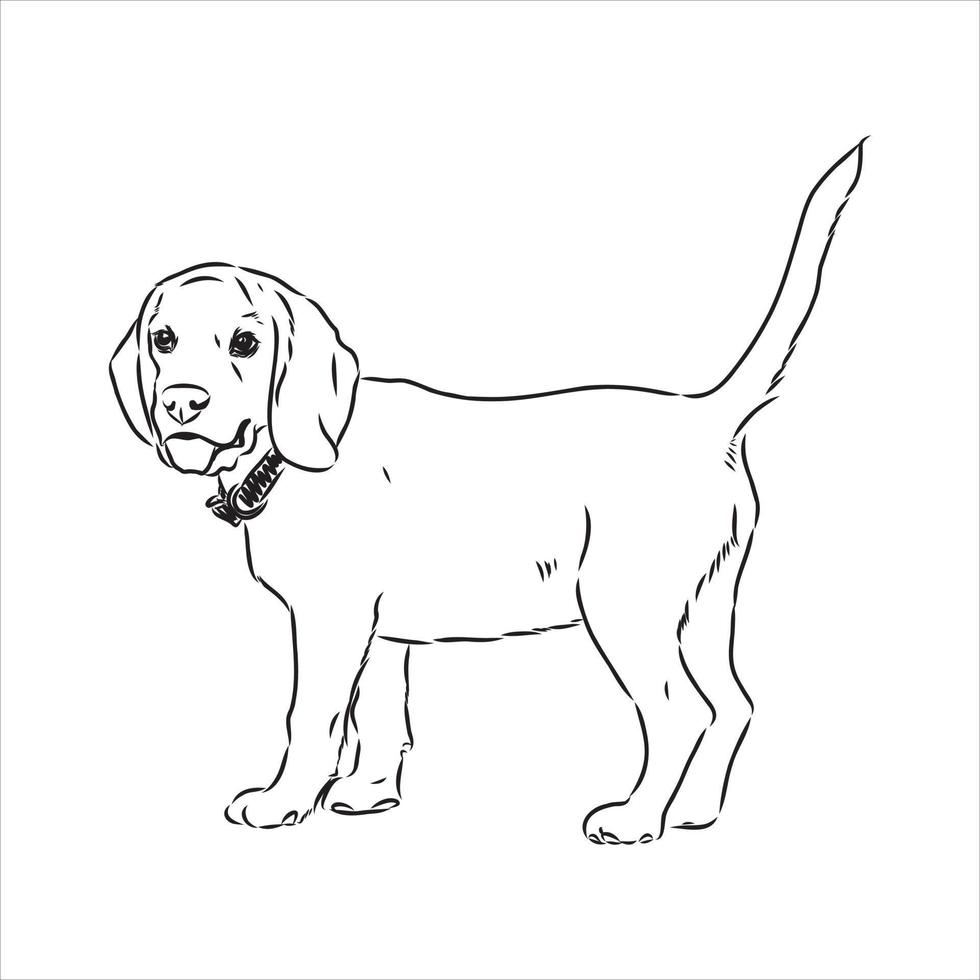 beagle dog vector sketch