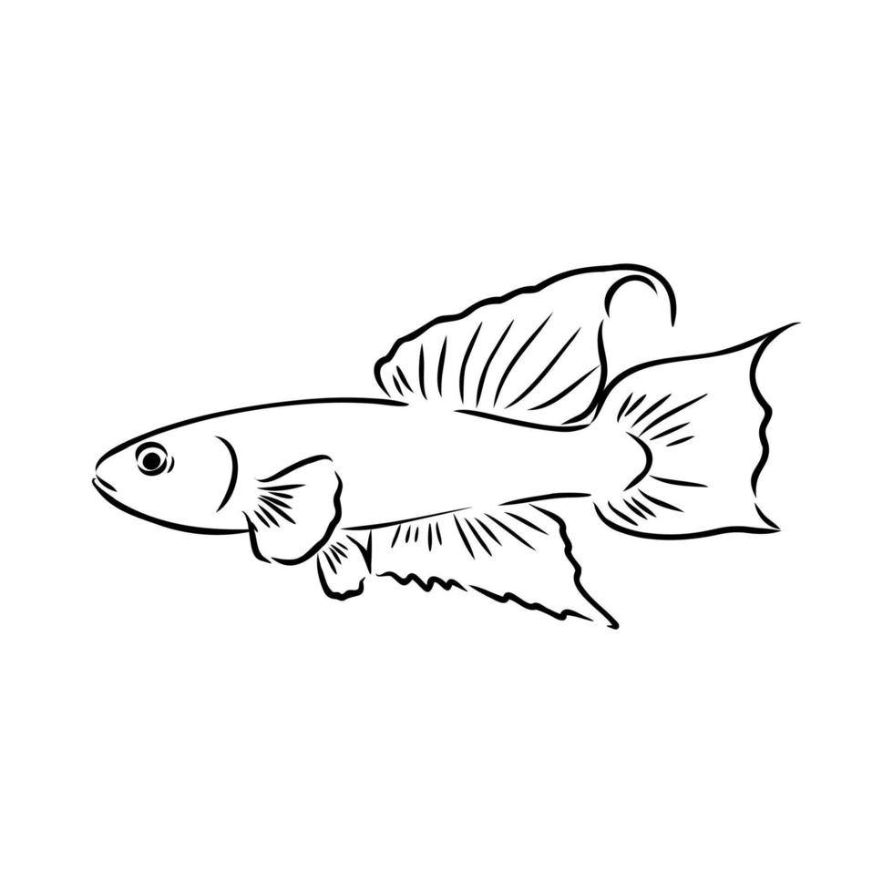 dibujo vectorial de peces de acuario vector