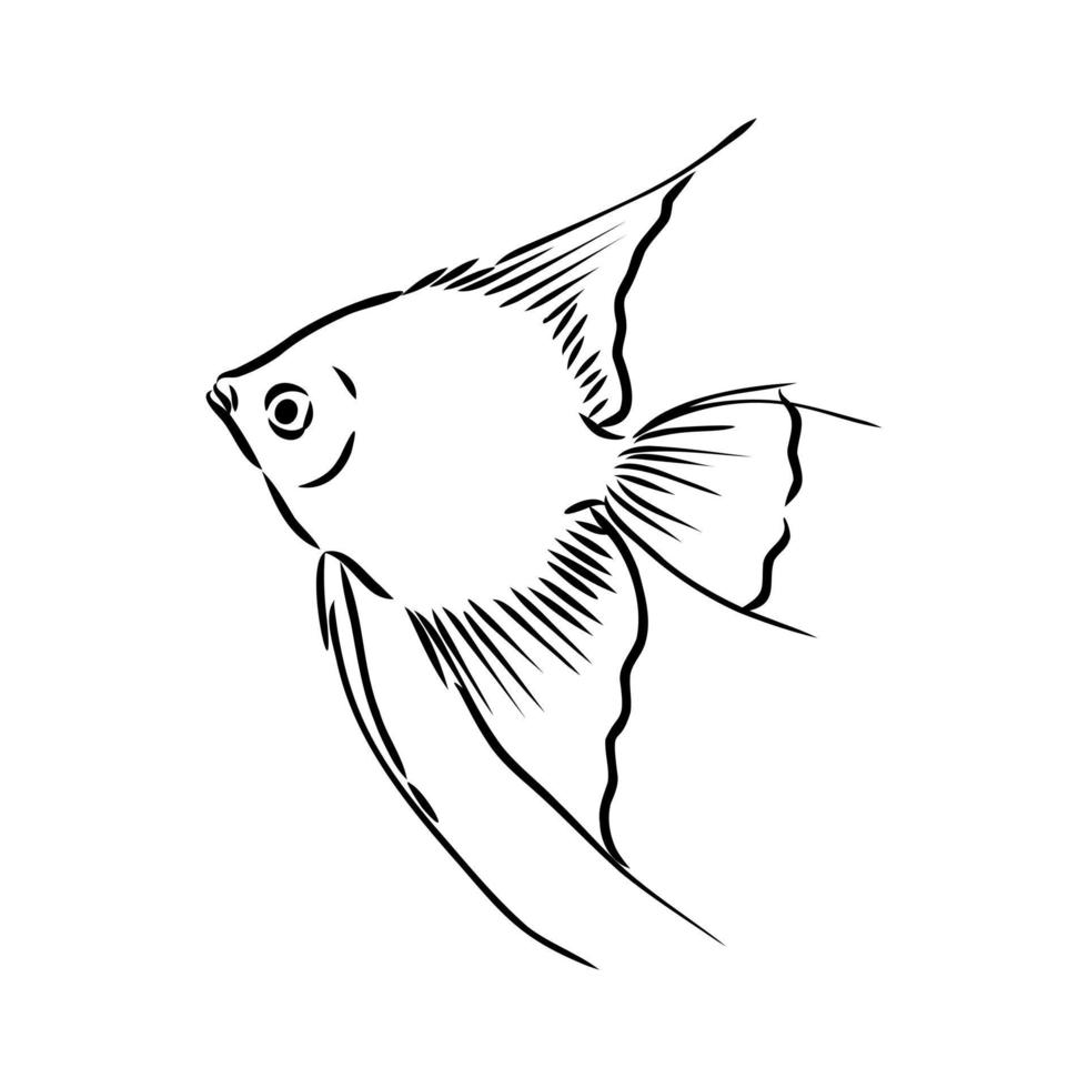 aquarium fish vector sketch