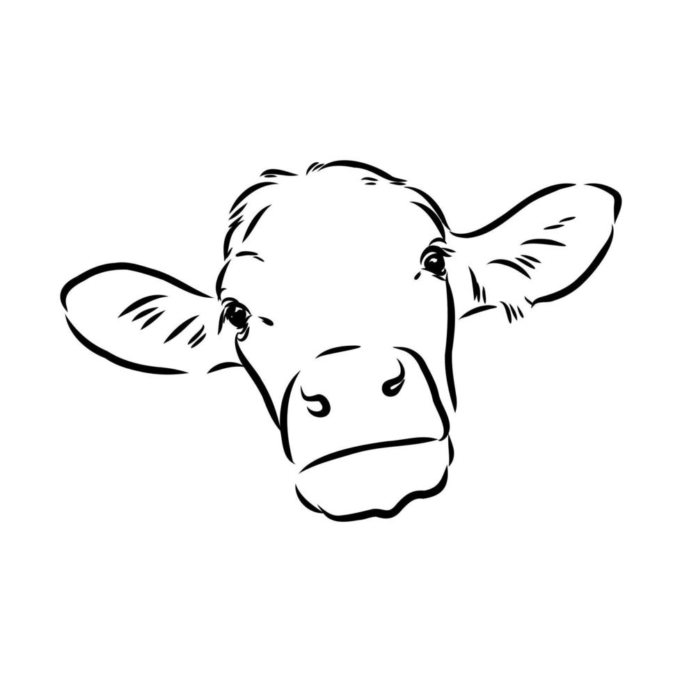 cow vector sketch