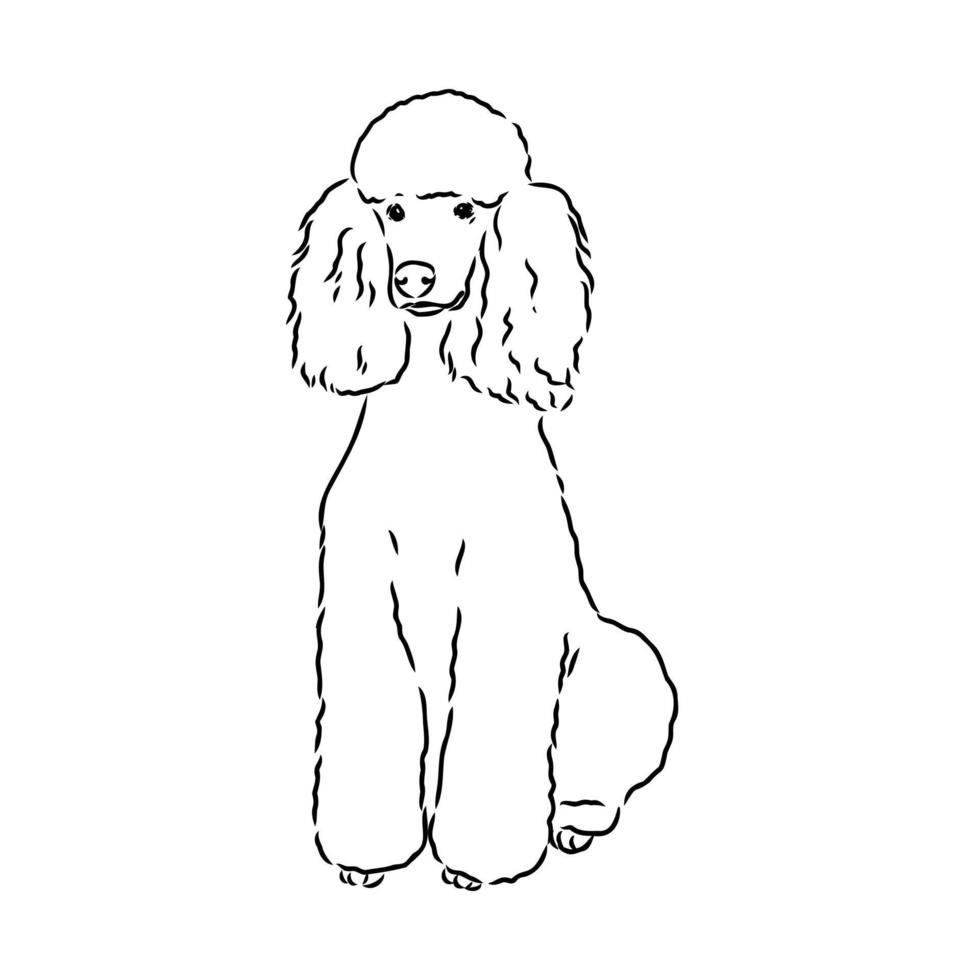 poodle dog vector sketch