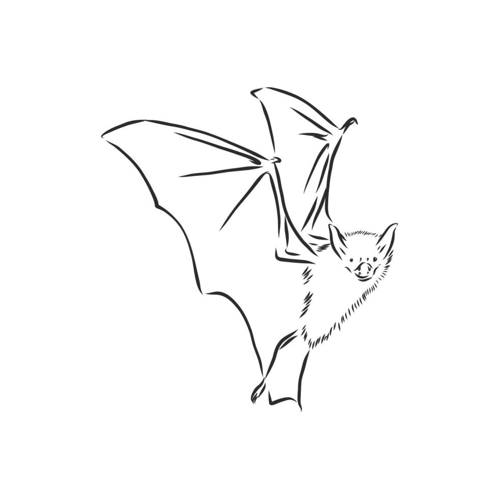 Blood Bat - Drawing - 800x599 PNG Download - PNGkit