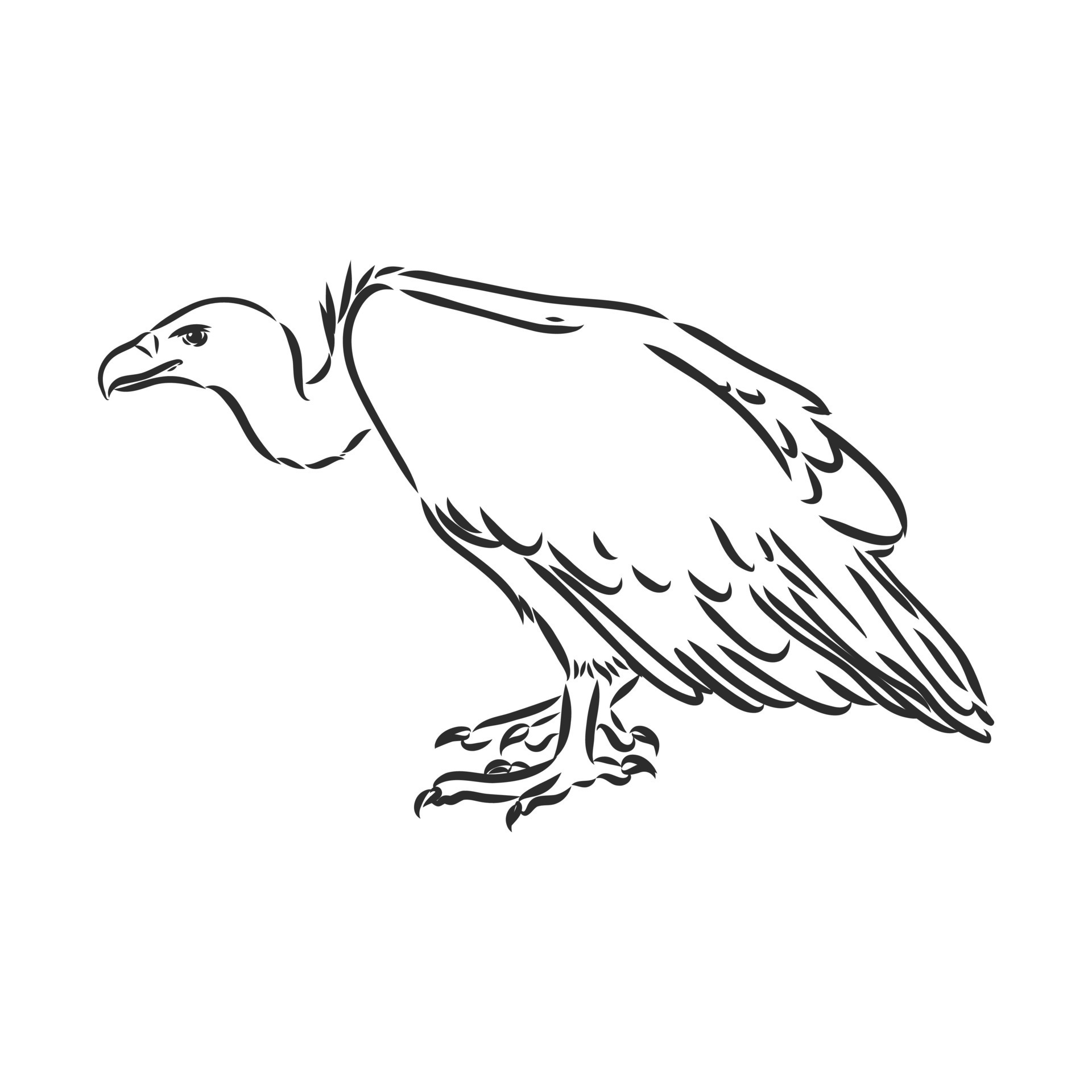 Learn How to Draw a Whiterumped vulture Other Animals Step by Step   Drawing Tutorials