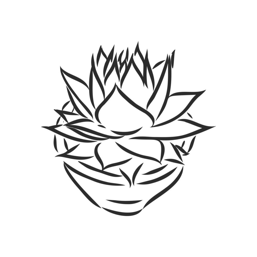 houseplant vector sketch