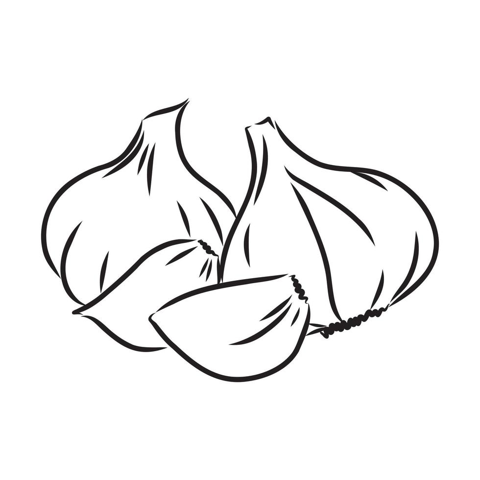 garlic vector sketch 7308501 Vector Art at Vecteezy