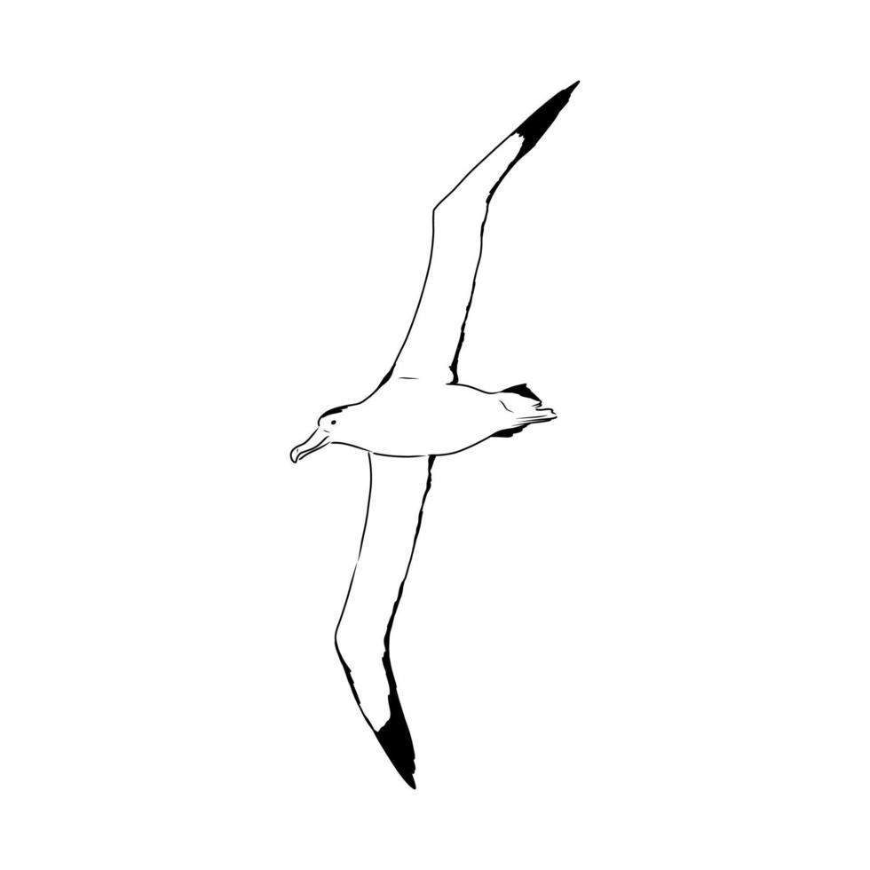 dibujo vectorial de albatros vector