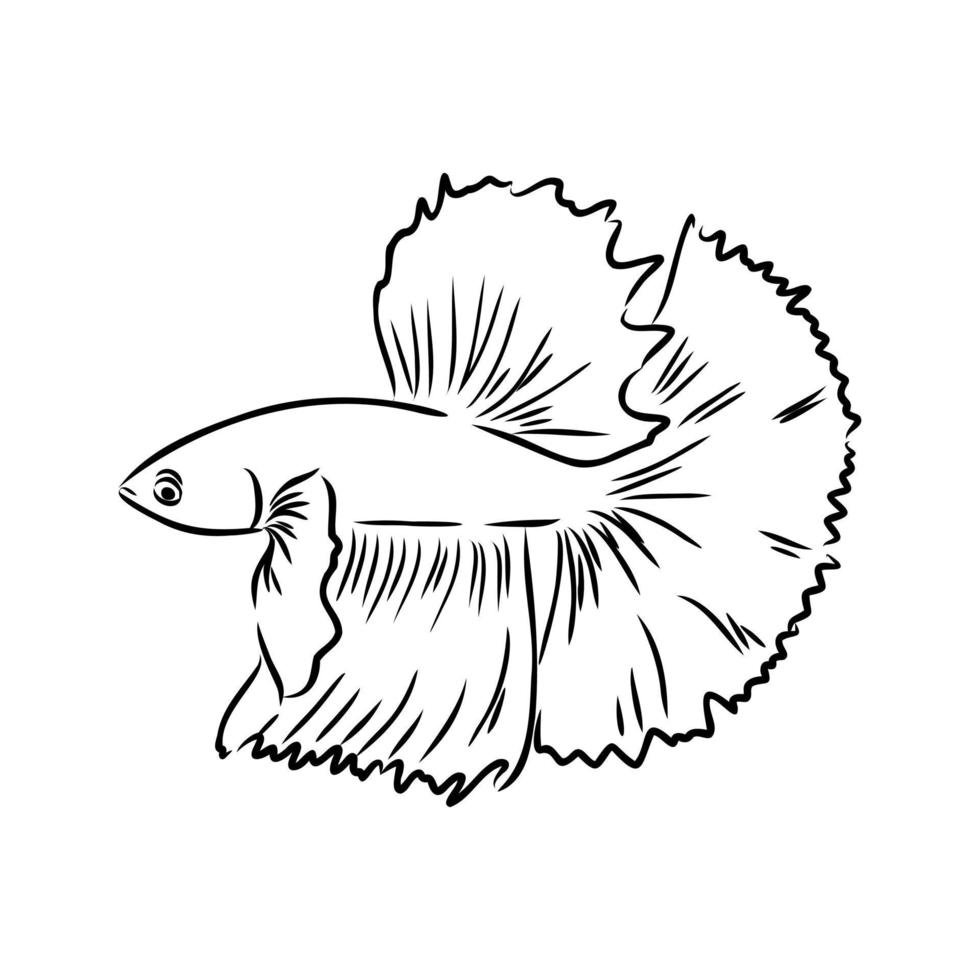 aquarium fish vector sketch