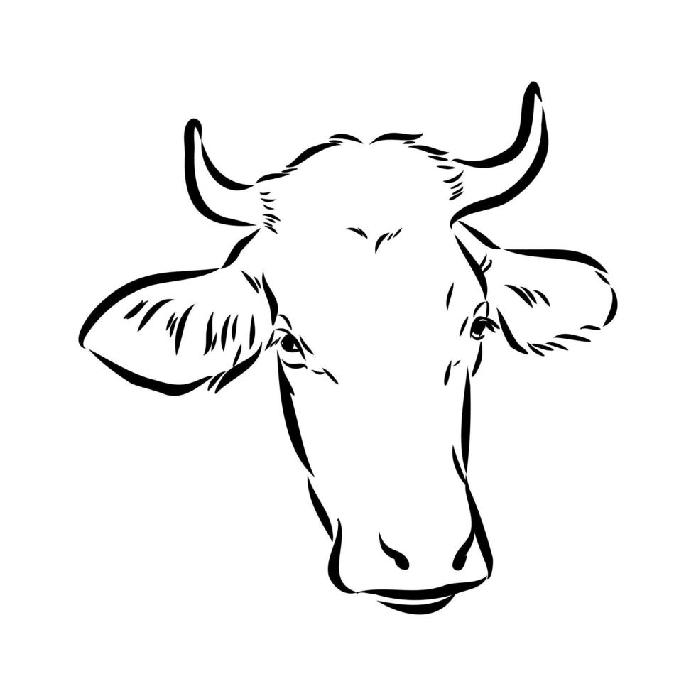 cow vector sketch