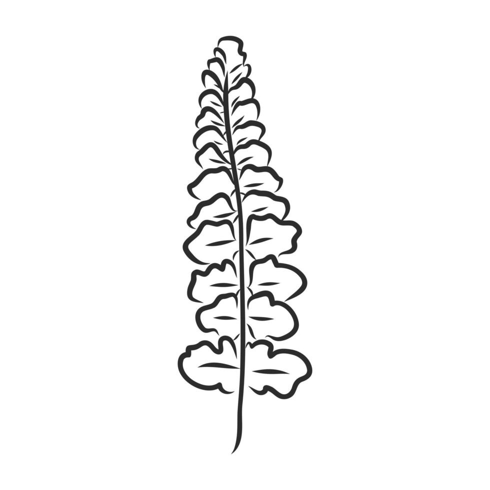 fern leaf vector sketch