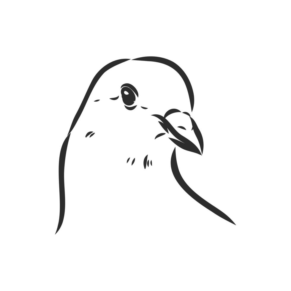 purebred pigeon vector sketch