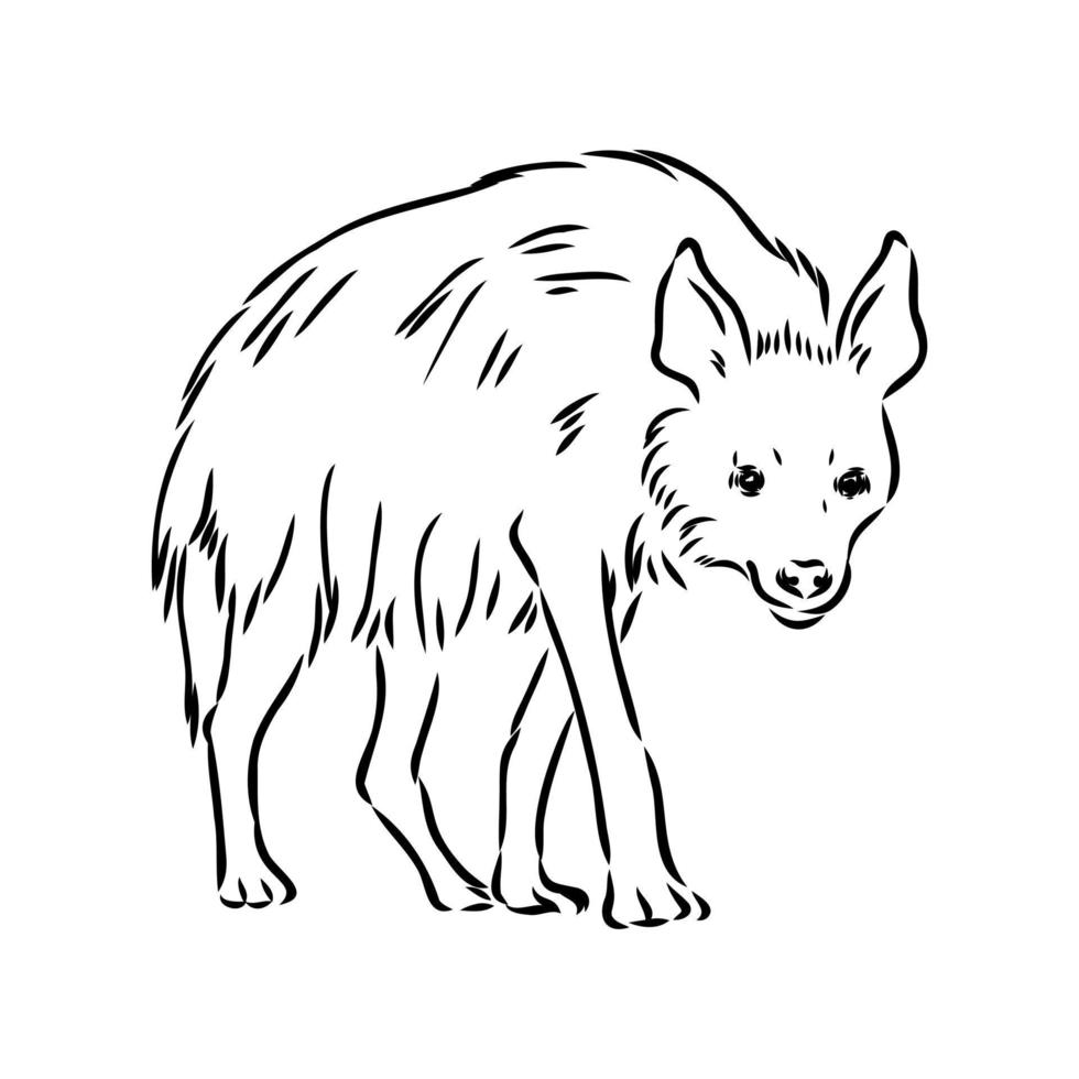 hyena vector sketch