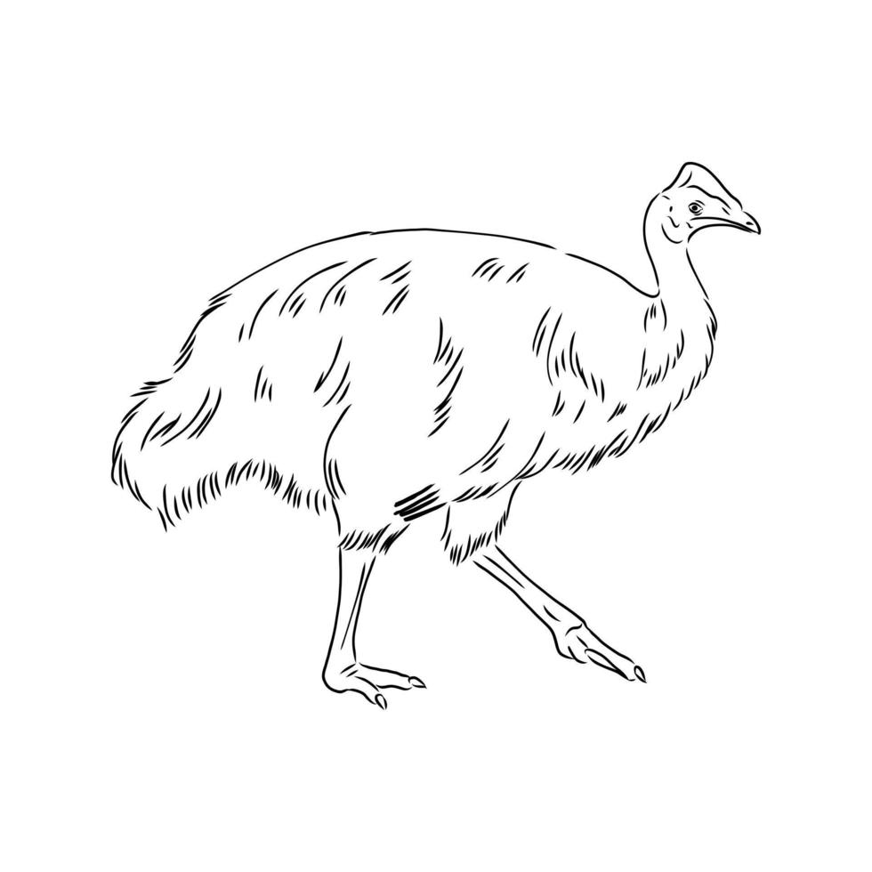 cassowary vector sketch