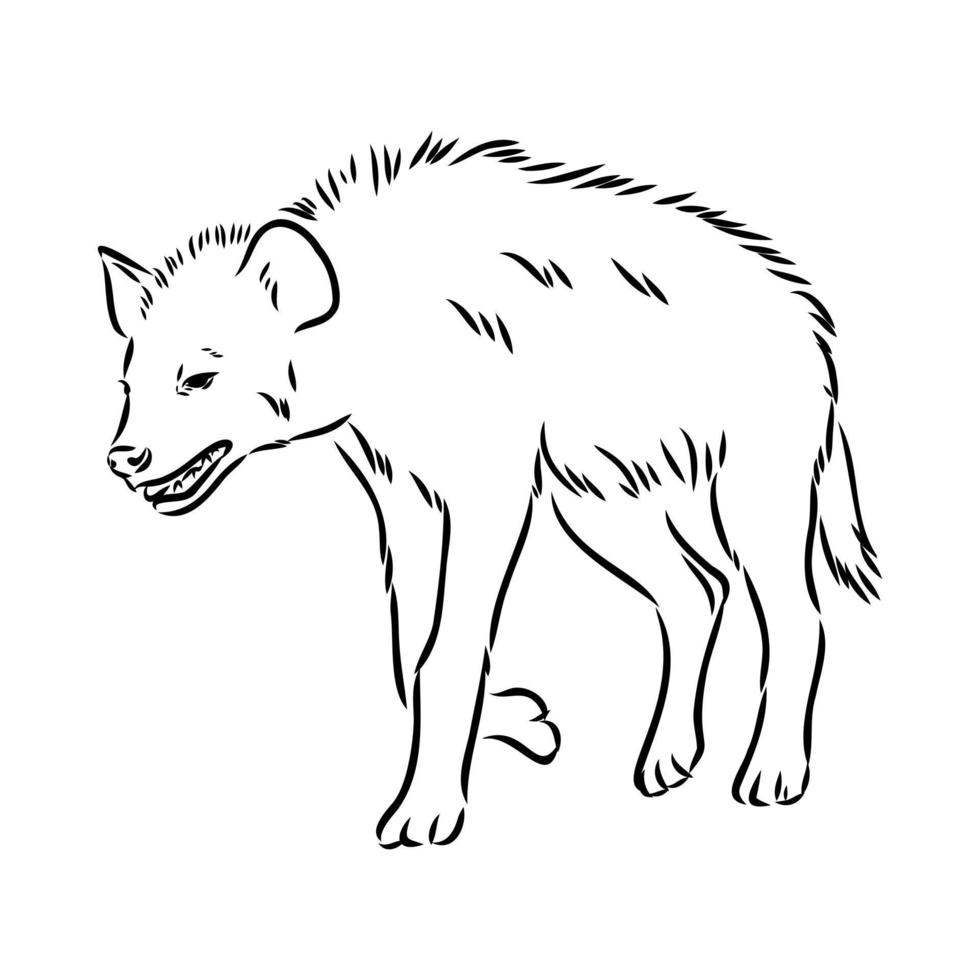 hyena vector sketch