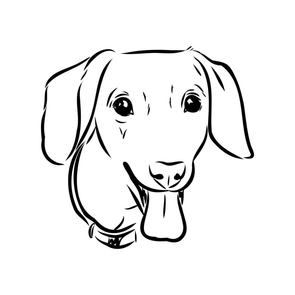 dachshund vector sketch