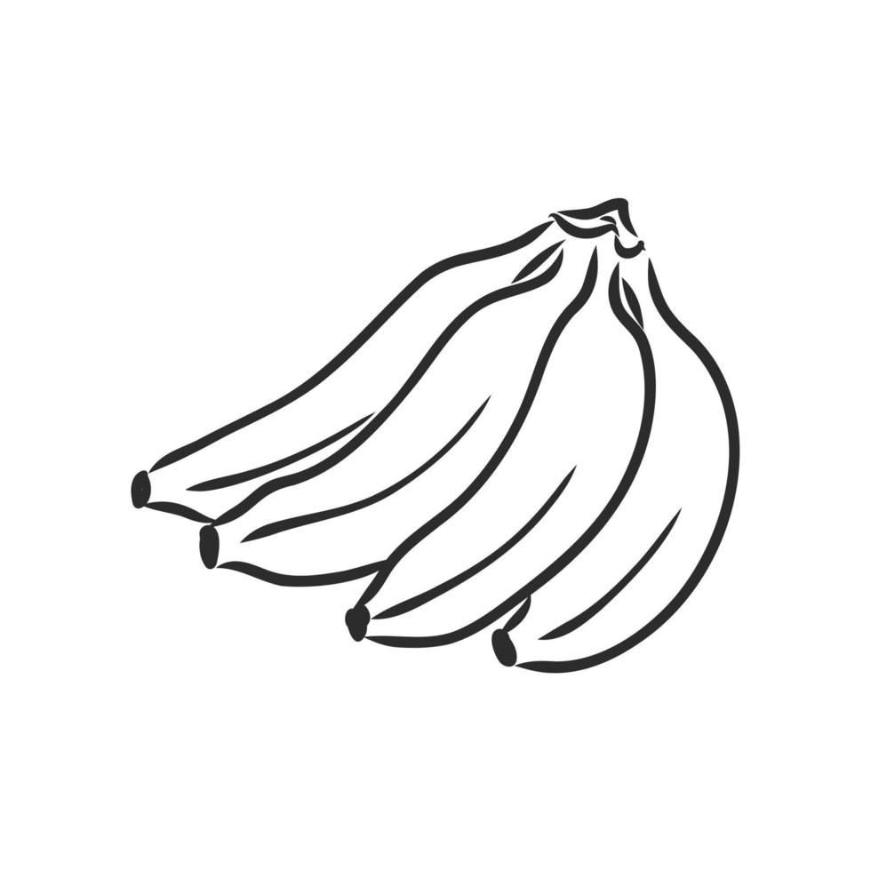 bosquejo del vector del plátano